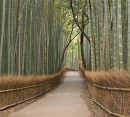 3-1315 Japonya Bambu Koru