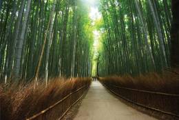 4-1411 Bambu Koru Japonya