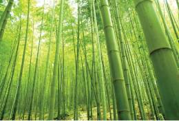 4-1414 Bambu Ormanı