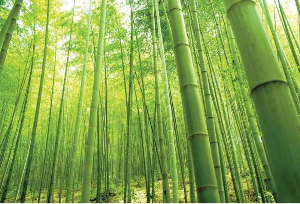 4-1414 Bambu Ormanı - 0