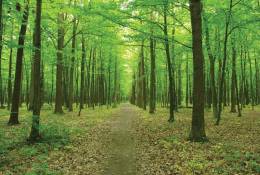 4-1419 Yeşil Orman Yolu