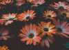 Çiçek Manzaralı Duvar Kağıdı THÇ014 - Thumbnail (1)