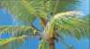 Deniz sahil palmiye deniz yıldızı kuşlar gemi - Thumbnail (7)