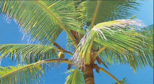 Deniz sahil palmiye deniz yıldızı kuşlar gemi - 6