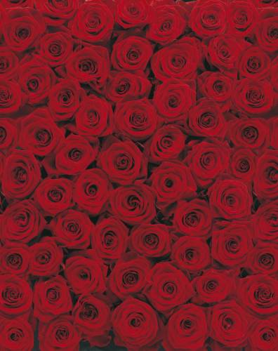 Komar 4-077 Roses Gül Desen Poster Duvar Kağıdı - 0