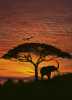 Komar 4-501 African Sunset Poster Duvar Kağıdı - Thumbnail (1)