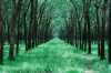 Orman Manzaralı Duvar Kağıdı THO019 - Thumbnail (1)
