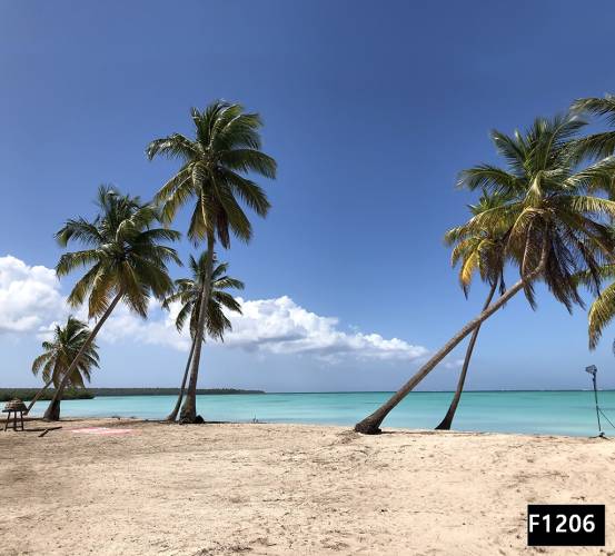 Palmiye ağaçları kumsal manzara duvar kağıdı f1206 - 0