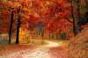 Sonbahar Manzaralı Duvar Kağıdı THSON001 - Thumbnail (1)