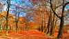 Sonbahar Manzaralı Duvar Kağıdı THSON004 - Thumbnail (5)
