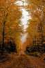 Sonbahar Manzaralı Duvar Kağıdı THSON006 - Thumbnail (1)